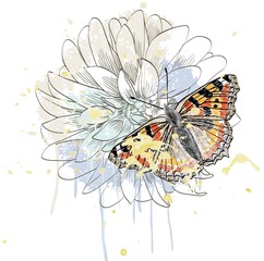 butterfly and daisy