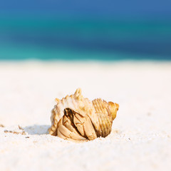 Hermit crab at beach