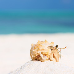Obraz na płótnie Canvas Hermit crab at beach