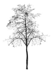Bare tree without leaves. deciduous tree..