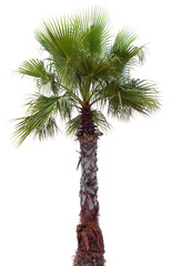 Obraz premium Palm tree with a large crown