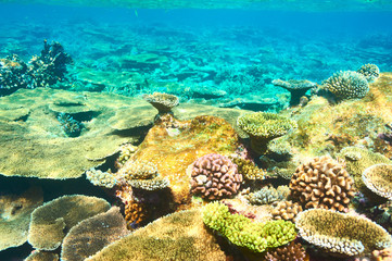 Coral reef at Maldives