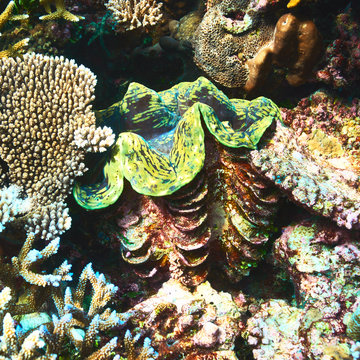 Giant clam at the tropical coral reef