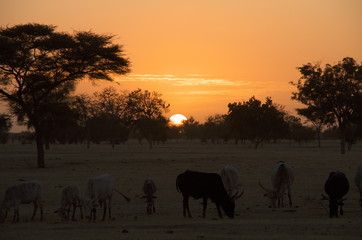 Fototapeta na wymiar afrikanischer Sonnenuntergang