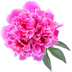 Pink realistic paeonia flower with tree leaves