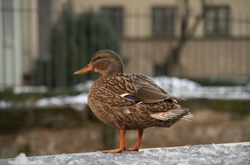 Stockente