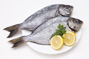 fresh fish isolated