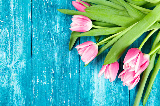Fototapeta Beautiful pink tulips on blue wood background