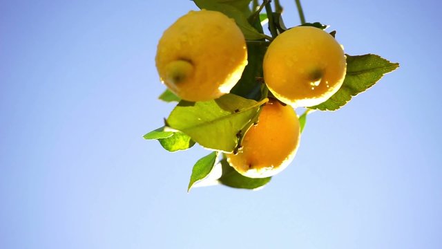 wet lemons on a branch with blue sky