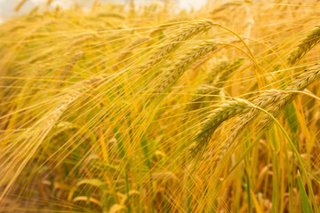 barley background