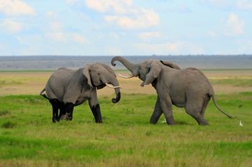 Fototapeta premium Elephant