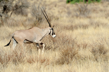 Gemsbok antelope