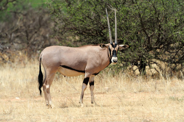 Gemsbok antelope