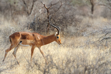 Impala in savanna