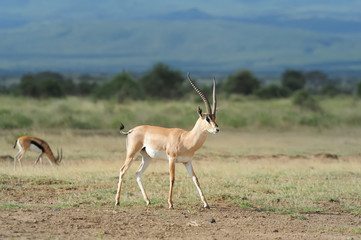 Thomson's gazelle
