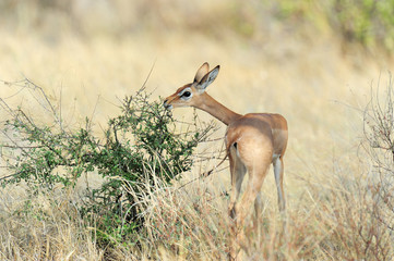 Gerenuk