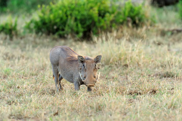 Fototapeta premium Warthog