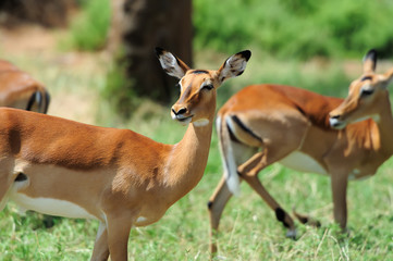 Fototapeta premium Impala na sawannie