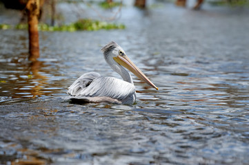 Pelican