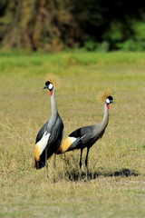 Grey crowned crane