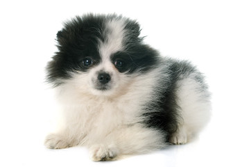 puppy pomeranian spitz