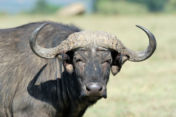 Buffalo