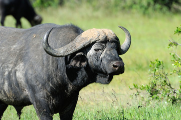 Obraz premium Buffalo