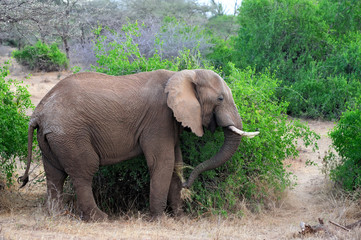 Elephant