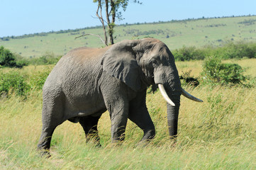 Fototapeta premium Elephant