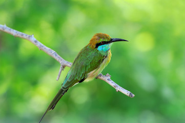 Little Green Bee-eater
