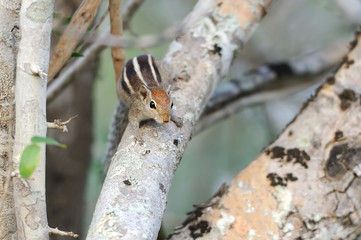 Wild chipmunk