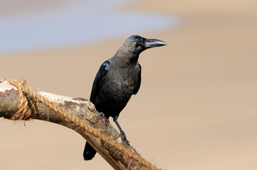 Crow