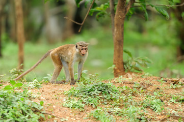 Monkey in the living nature