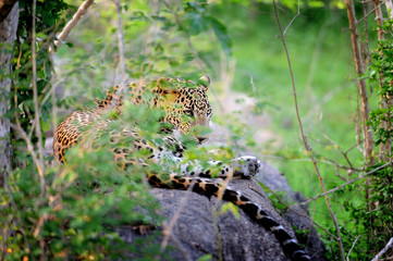 Leopard