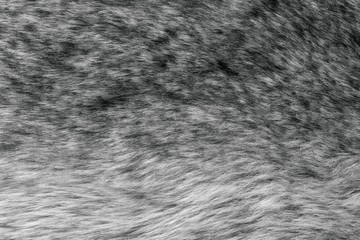 abstract fluffy texture of gray wild fur