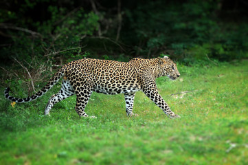 Leopard