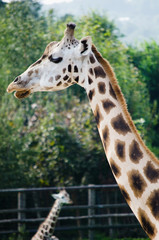 giraffe