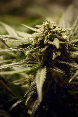 Buds of marijuana