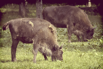 European bison