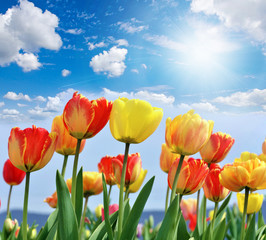 Tulpen: Frühlingsboten, Frühlingserwachen :)
