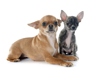 chihuahuas