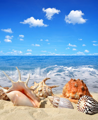 Sea shells on beach