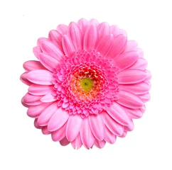 Peel and stick wall murals Gerbera gerbera flower isolated on white