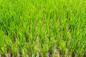 Paddy rice texture