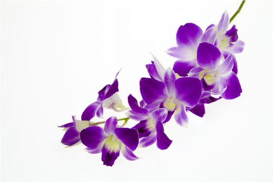 Fototapeta purple orchid isolated on white background.