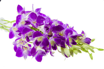 Fototapeta na wymiar purple orchid isolated on white background.