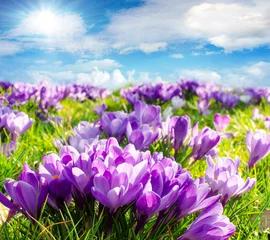 Foto auf Glas Frühlingserwachen: Krokusse unter blauem Himmel :) © doris oberfrank-list