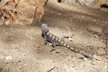 A image of an earless agamid lizard