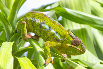 Chameleon © lapas77