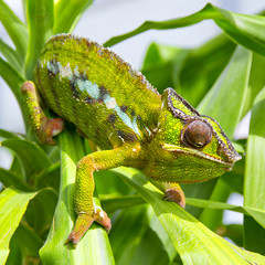 Chameleon